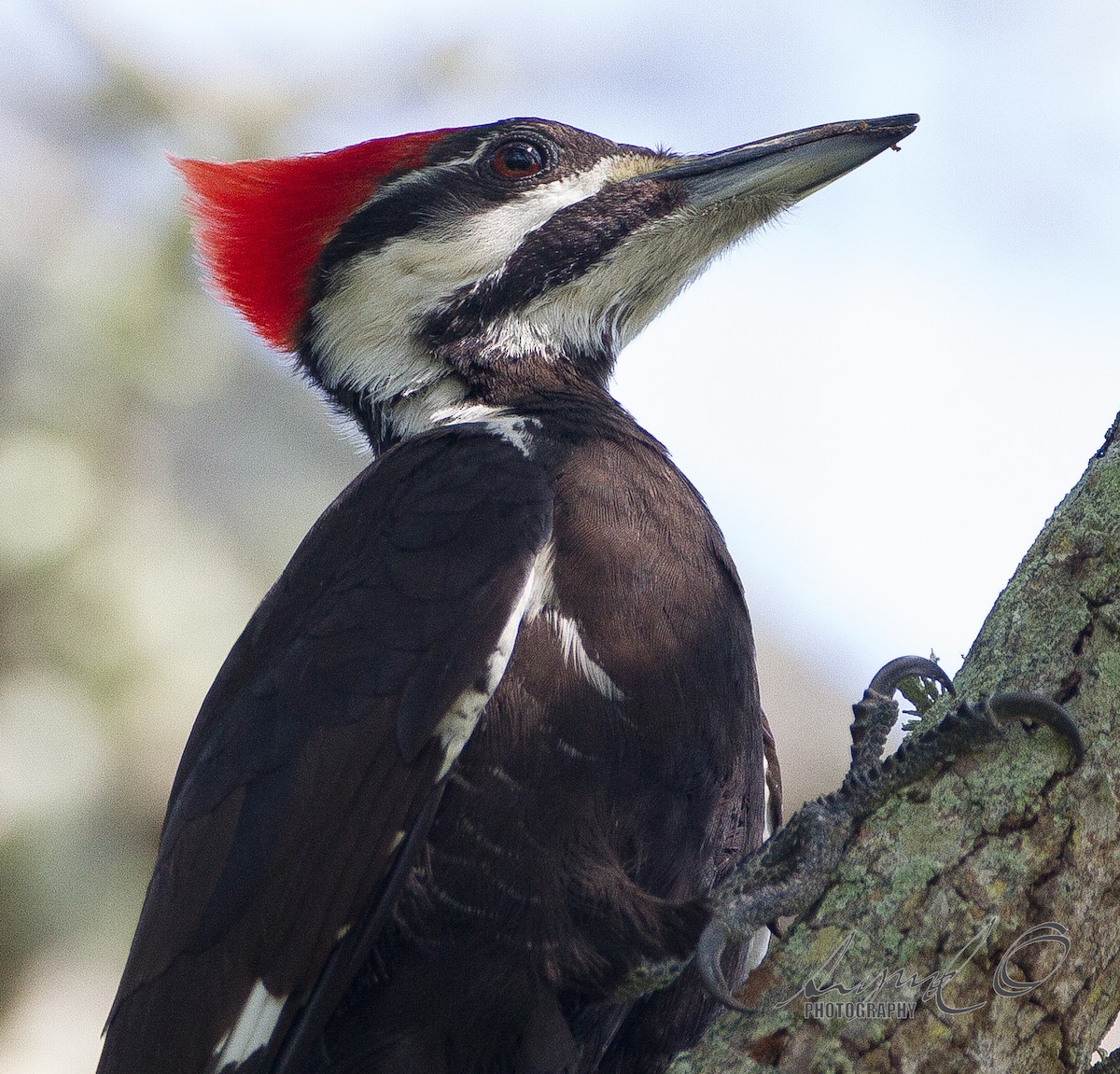 Pileated Woodpecker - Sig Olsen