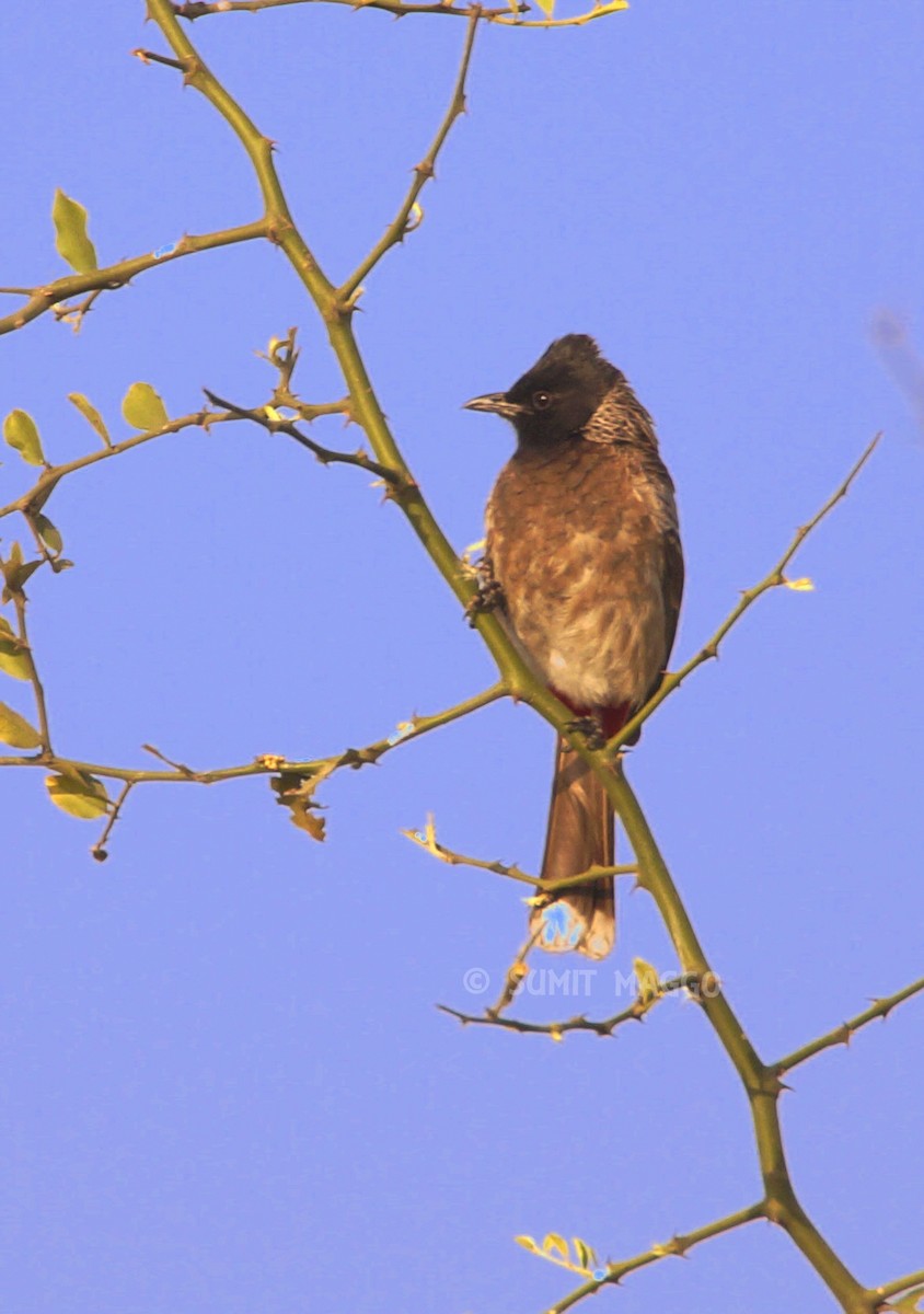 Red-vented Bulbul - sumit maggo