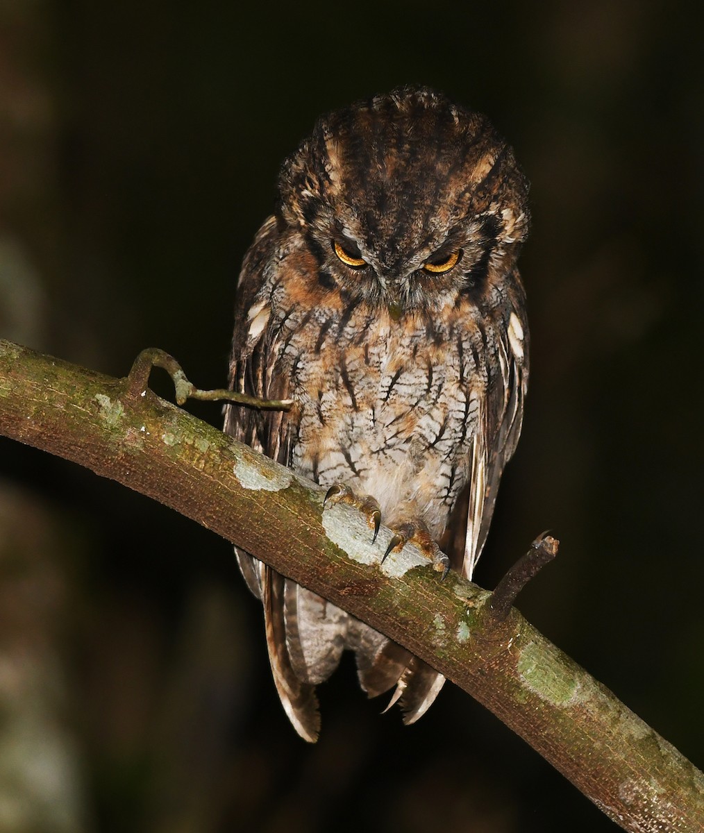 Long-tufted Screech-Owl - ML536647491