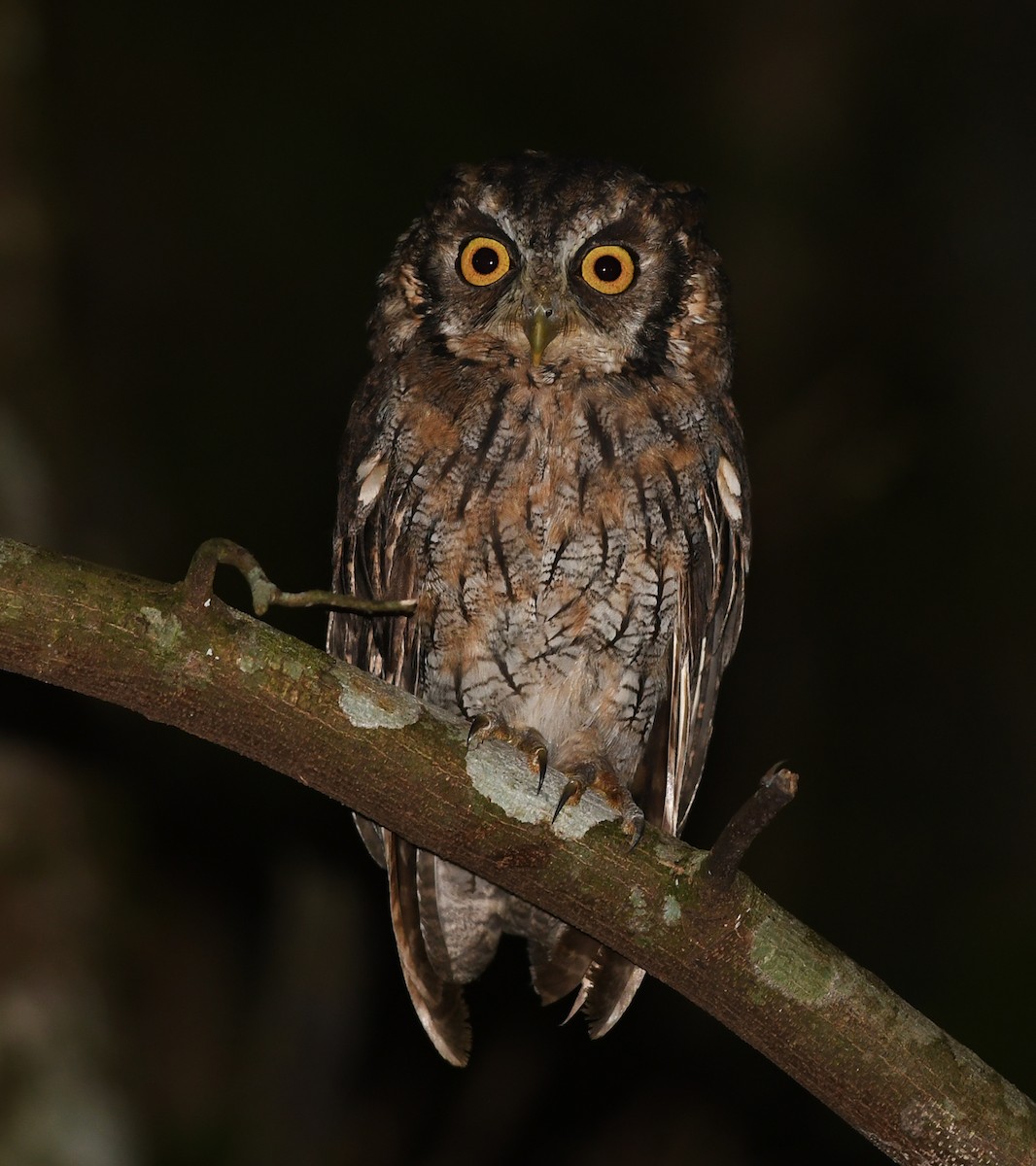 Long-tufted Screech-Owl - Joshua Vandermeulen