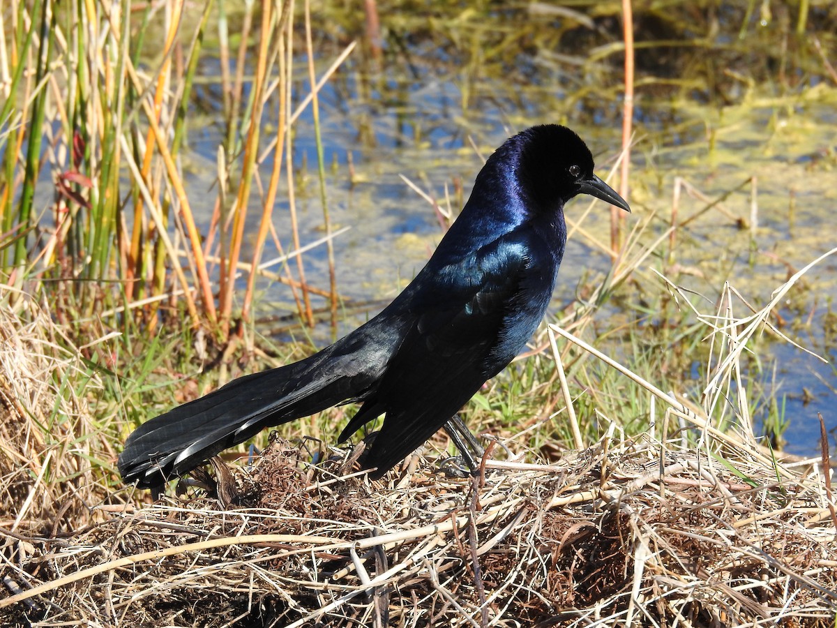Boat-tailed Grackle - ML536648481