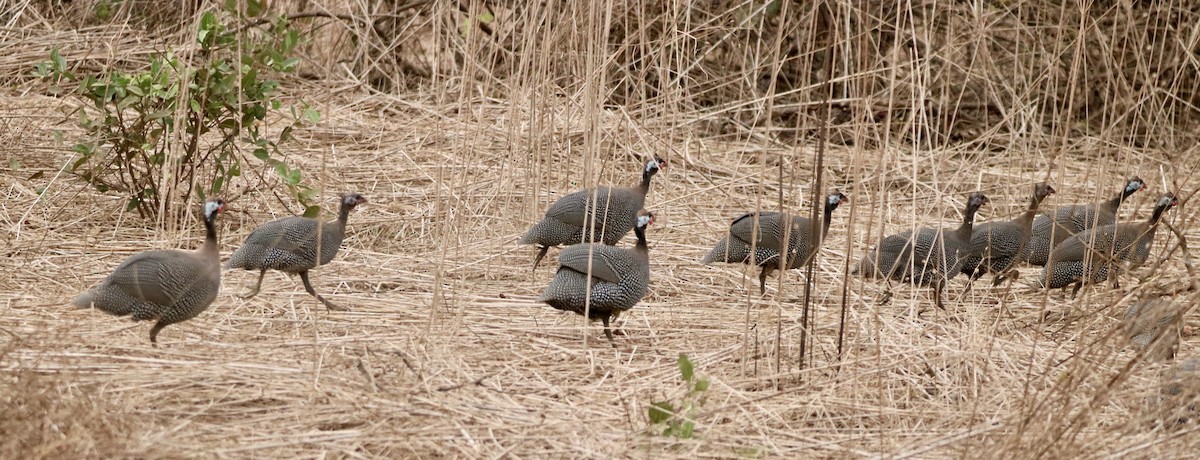 Helmeted Guineafowl (West African) - ML536648641