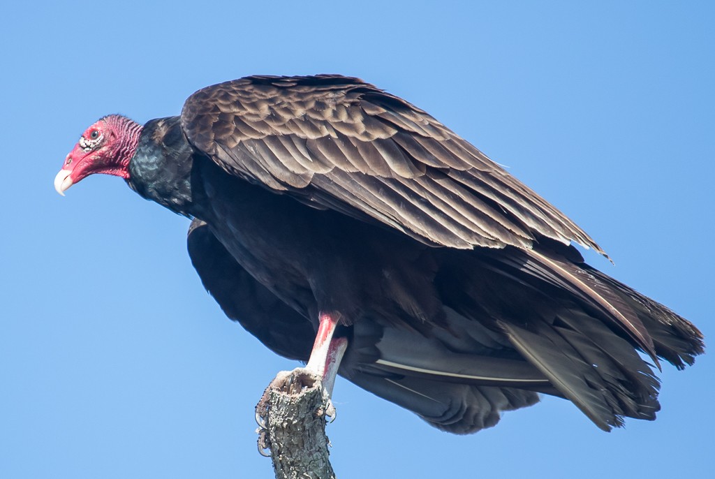 Turkey Vulture - John Keator