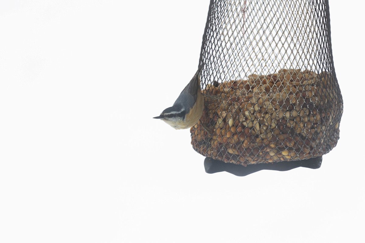Red-breasted Nuthatch - ML536649791