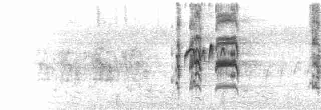  - Dusky-headed Parakeet