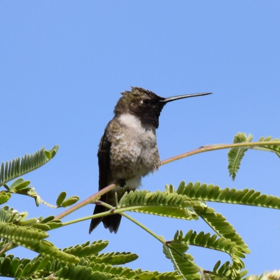 Black-chinned Hummingbird - Jenny Vogt