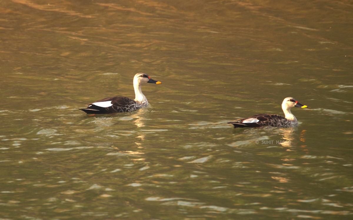 Indian Spot-billed Duck - sumit maggo