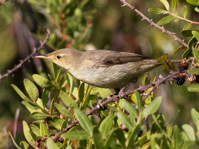 Melodious Warbler - Pedro Nicolau