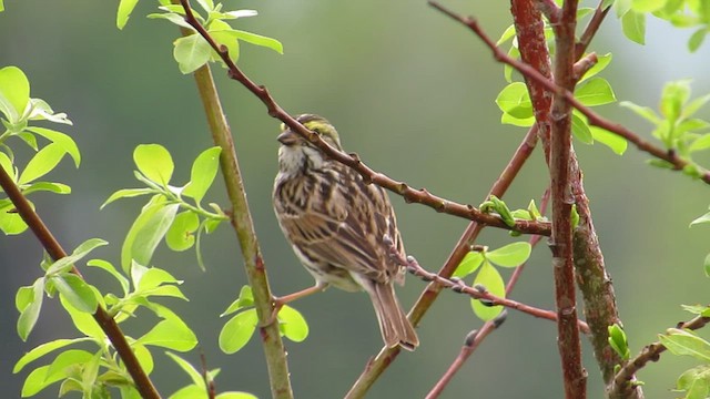 Savannah Sparrow - ML536659921