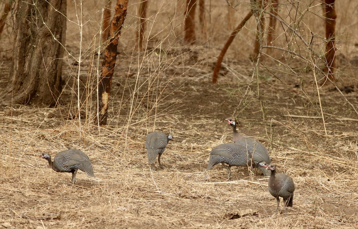 Helmeted Guineafowl (West African) - ML536663501