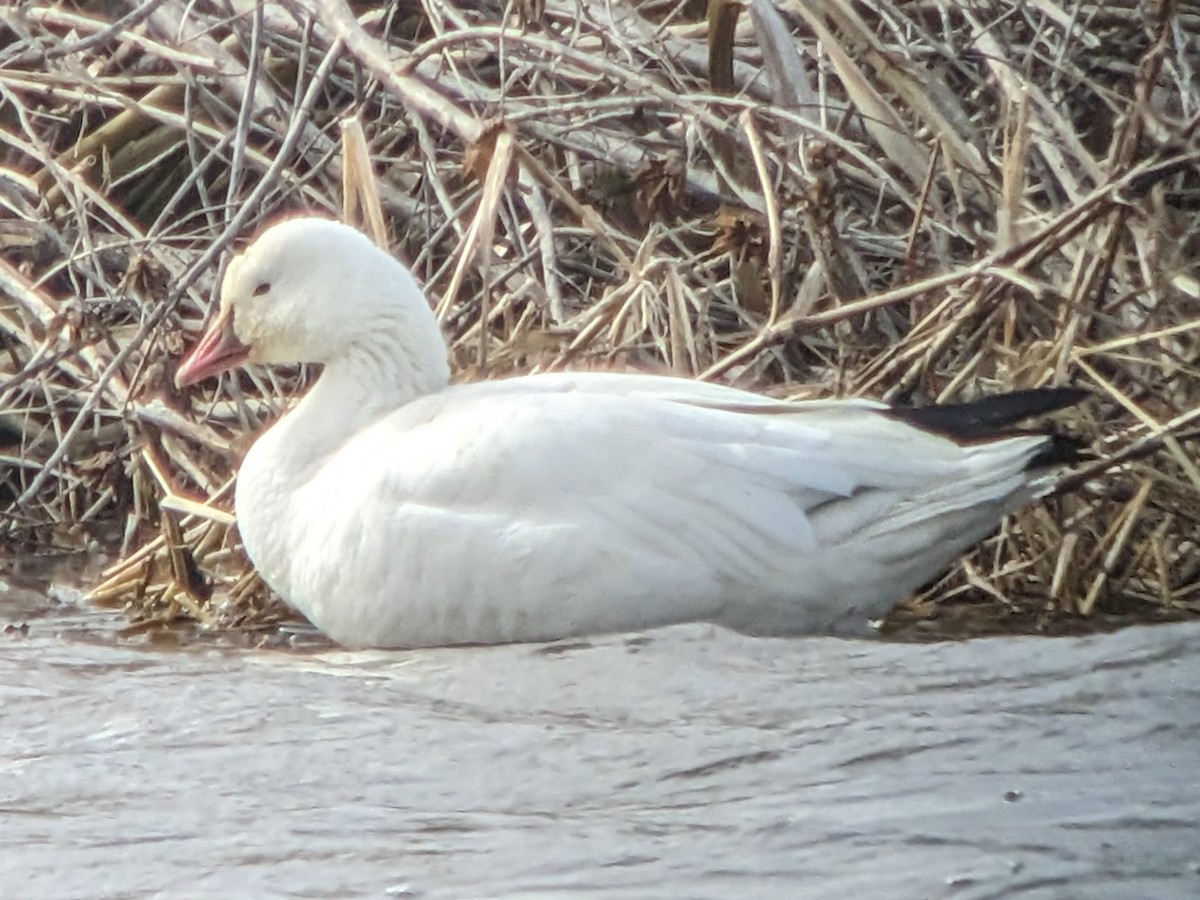 eBird Checklist 18 Feb 2023 Eagle Bluffs CA 20 species (+1 other taxa)