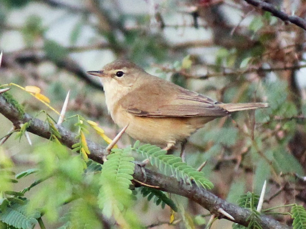 Booted Warbler - eBird
