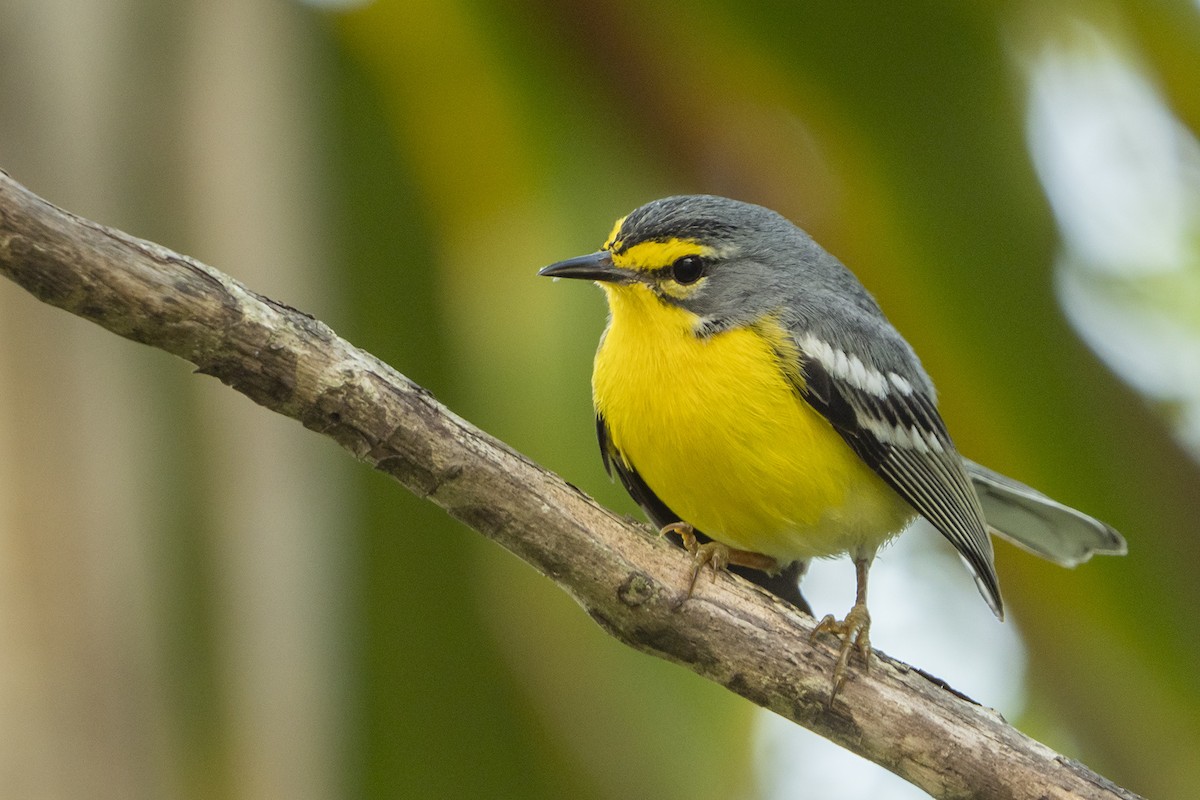 Adelaide's Warbler - Joshua Covill