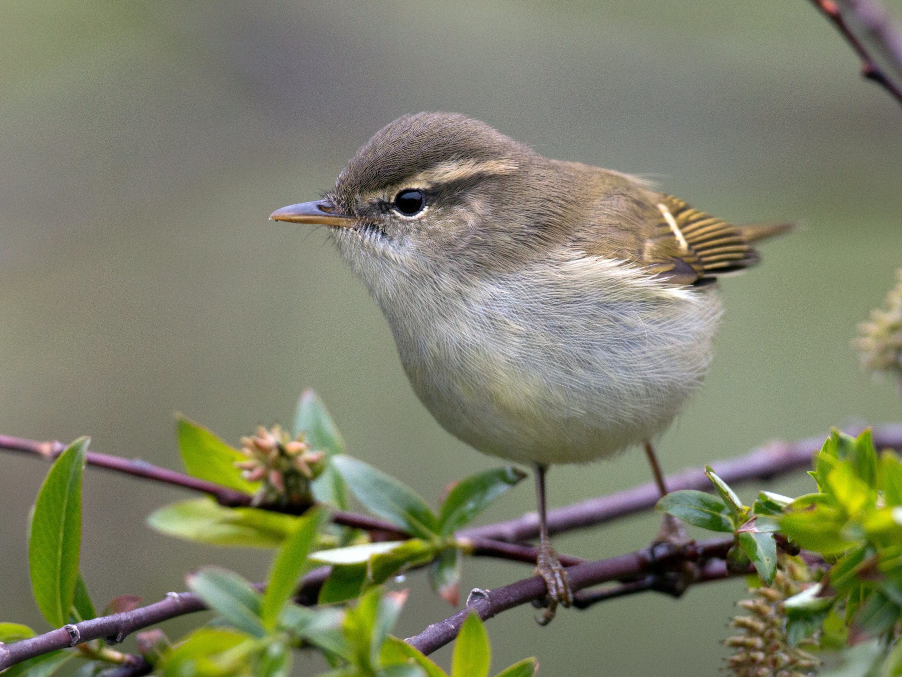 Greenish Warbler - Ian Davies