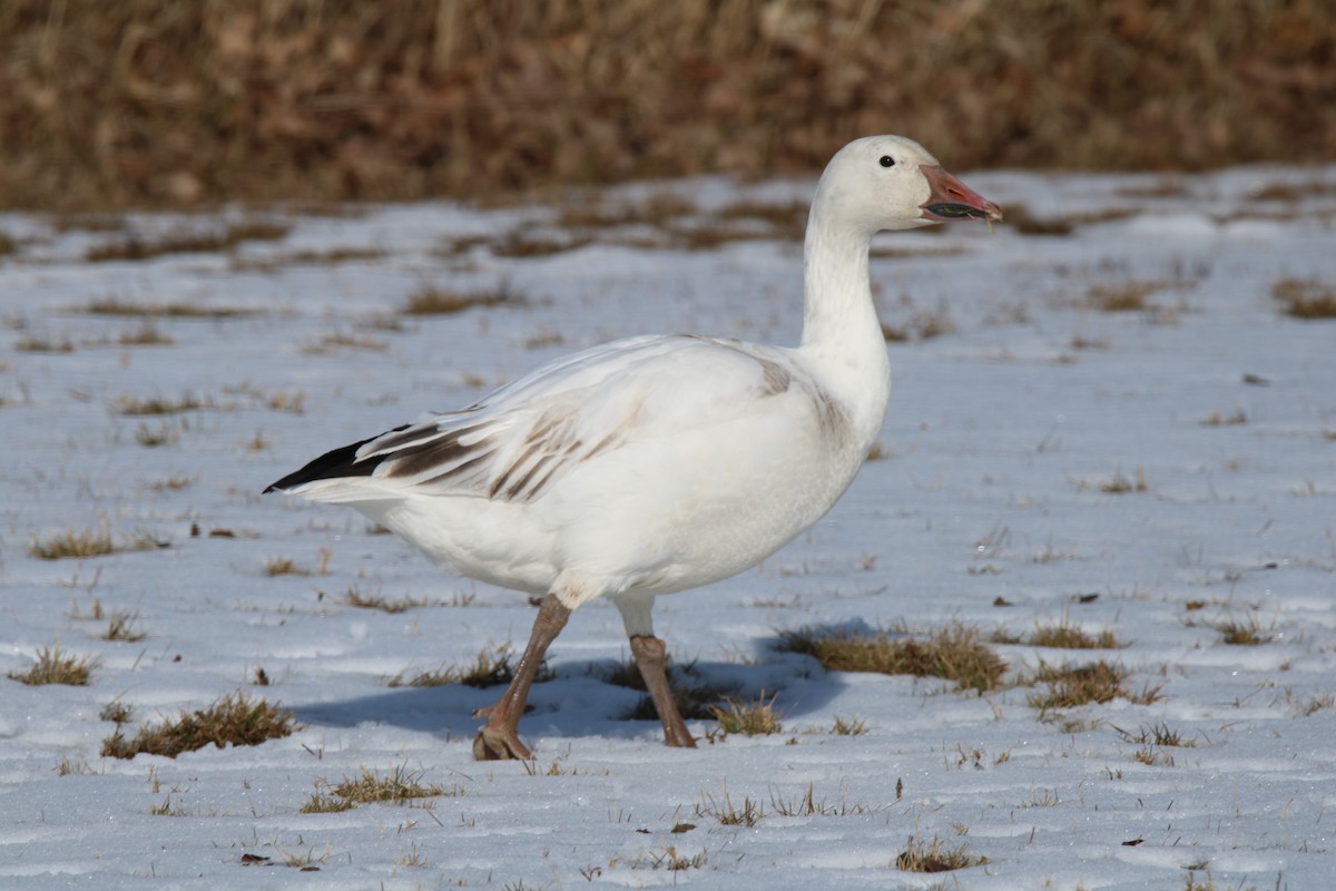 Snow Goose - Andrew E and Rebecca A Steinmann