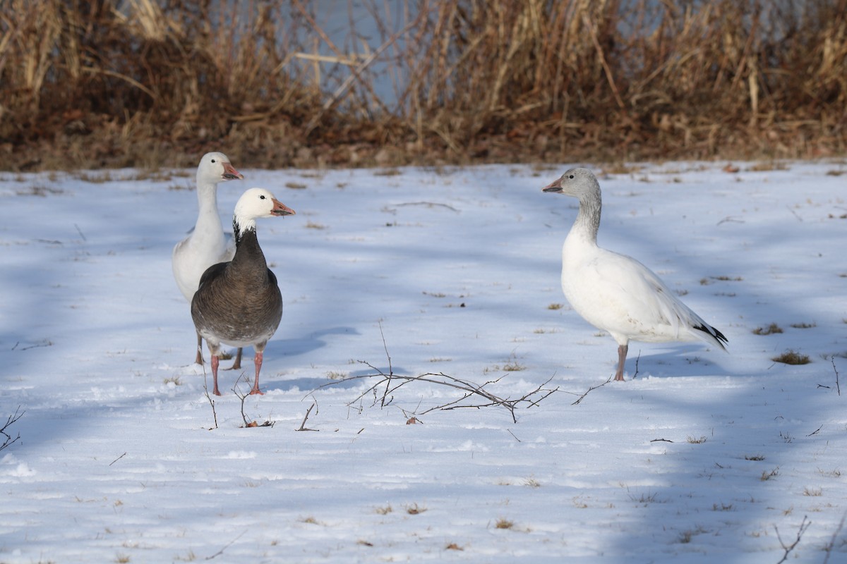 Snow Goose - Andrew E and Rebecca A Steinmann