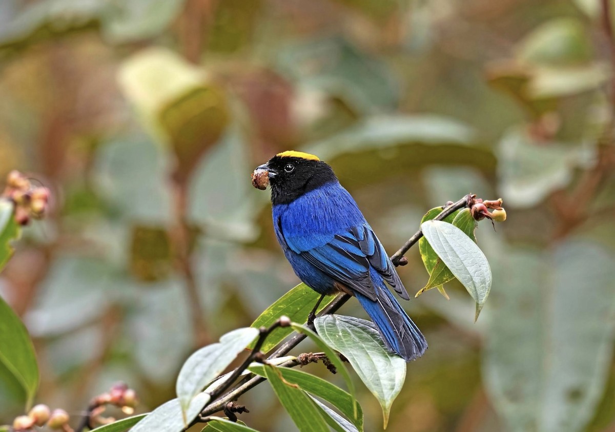 Golden-crowned Tanager - Jose Illanes