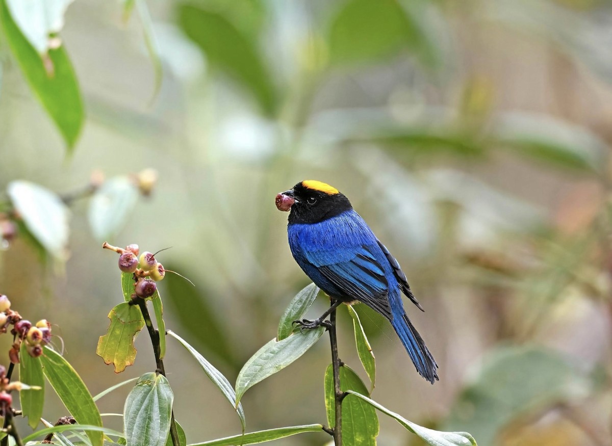 Golden-crowned Tanager - ML536678311