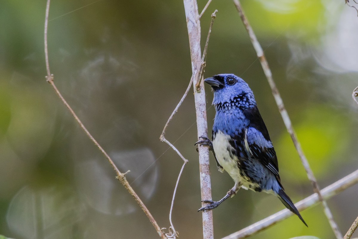 Turquoise Tanager (White-bellied) - ML536680121