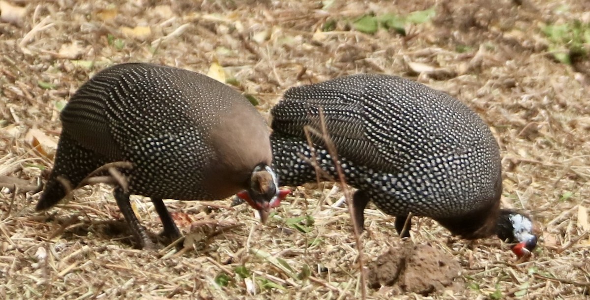 Helmeted Guineafowl (West African) - ML536680251