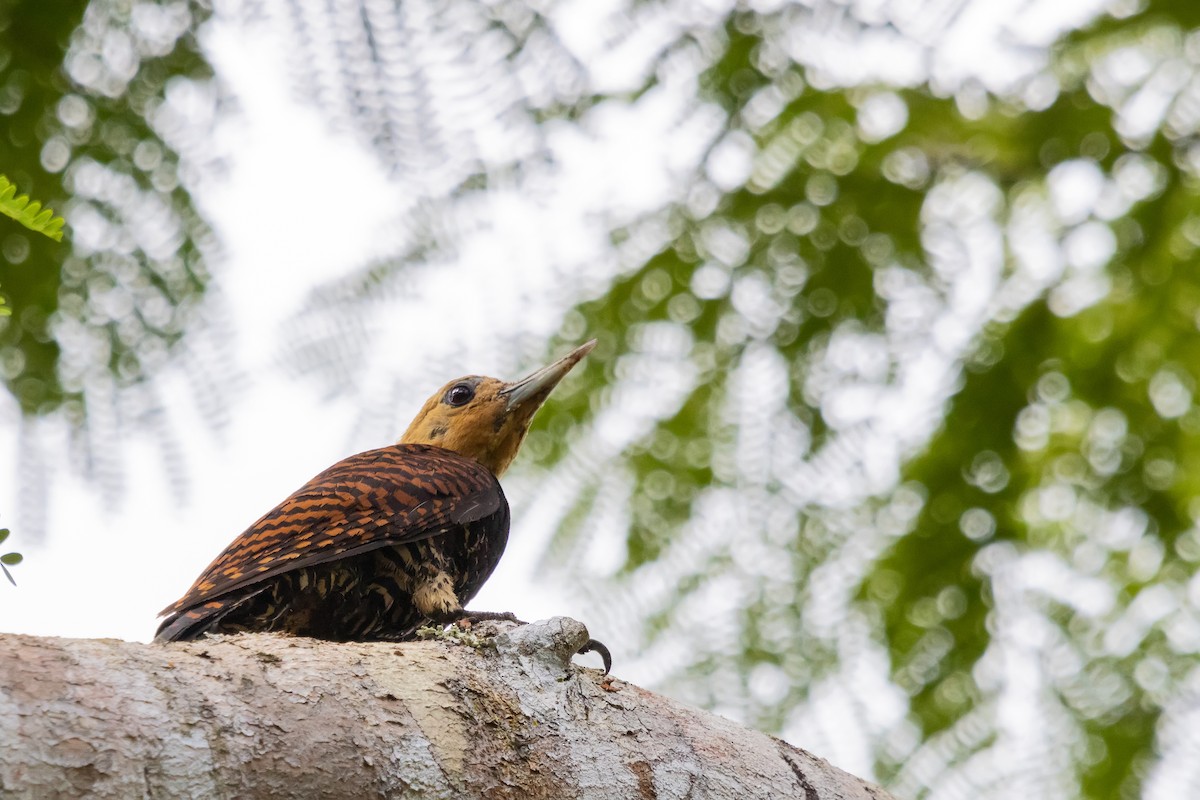 Ringed Woodpecker (Atlantic Black-breasted) - ML536680411