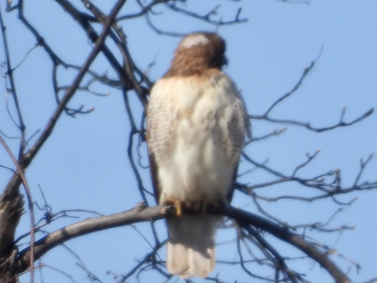 Red-tailed Hawk - ML536681201
