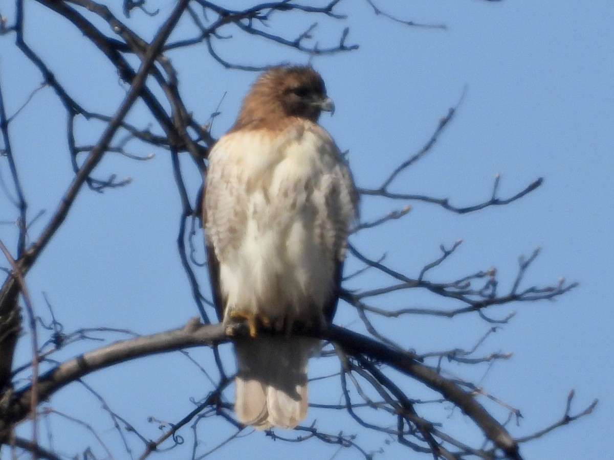 Red-tailed Hawk - ML536681211
