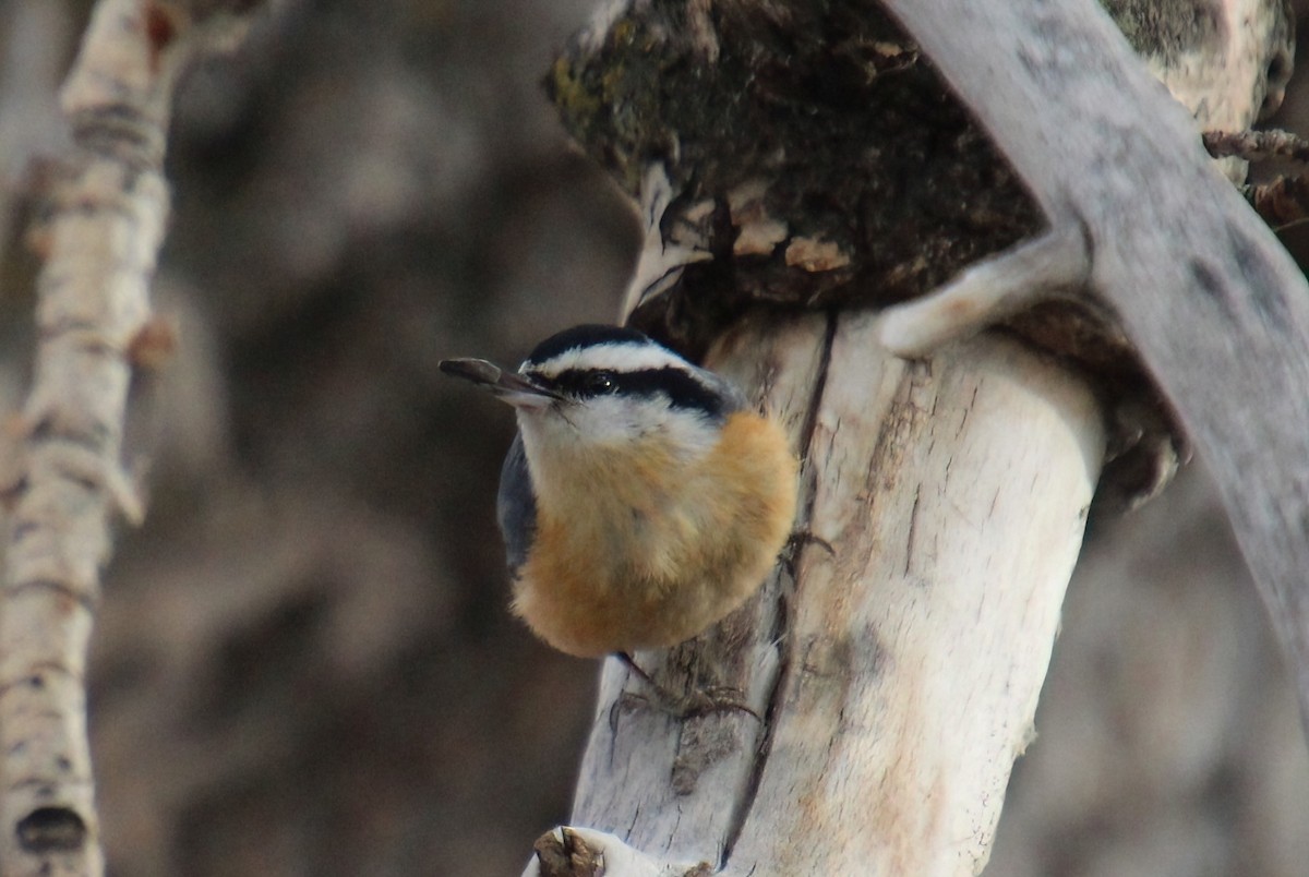 Red-breasted Nuthatch - ML536682901