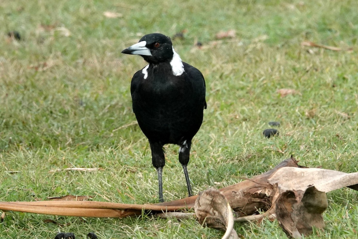 Australian Magpie (Black-backed) - ML536683701