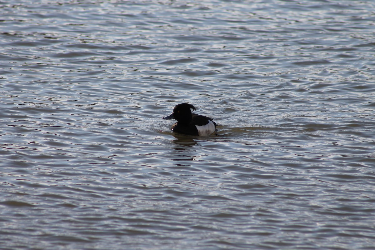 Tufted Duck - ML53669731