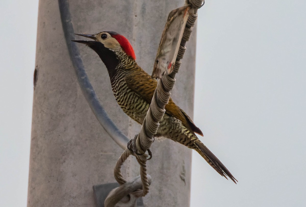 Black-necked Woodpecker - ML536698121