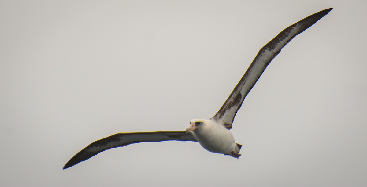 Laysan Albatross - ML536700641
