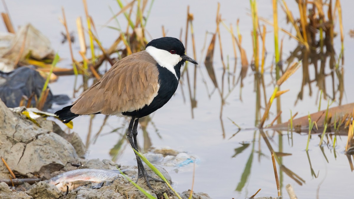 Spur-winged Lapwing - ML536700871