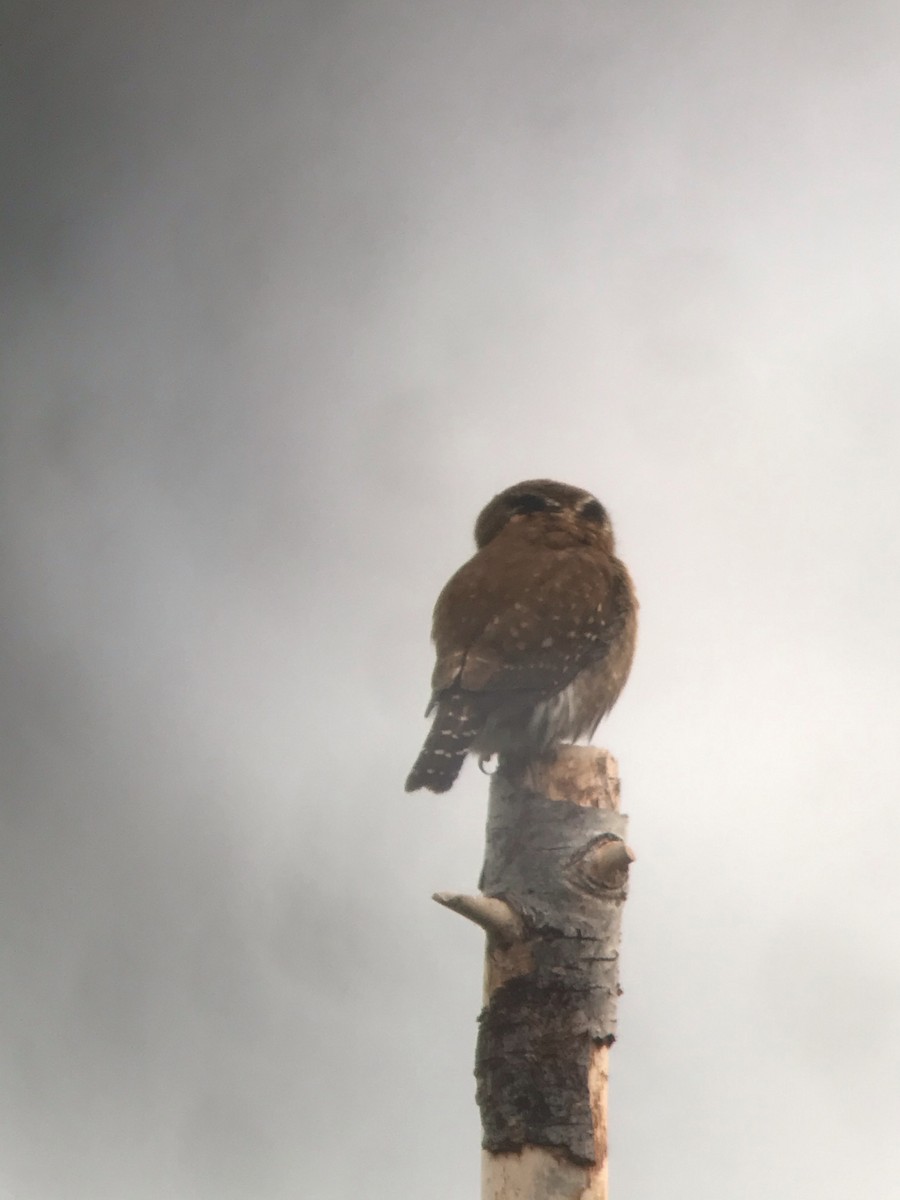 Northern Pygmy-Owl - ML536704511