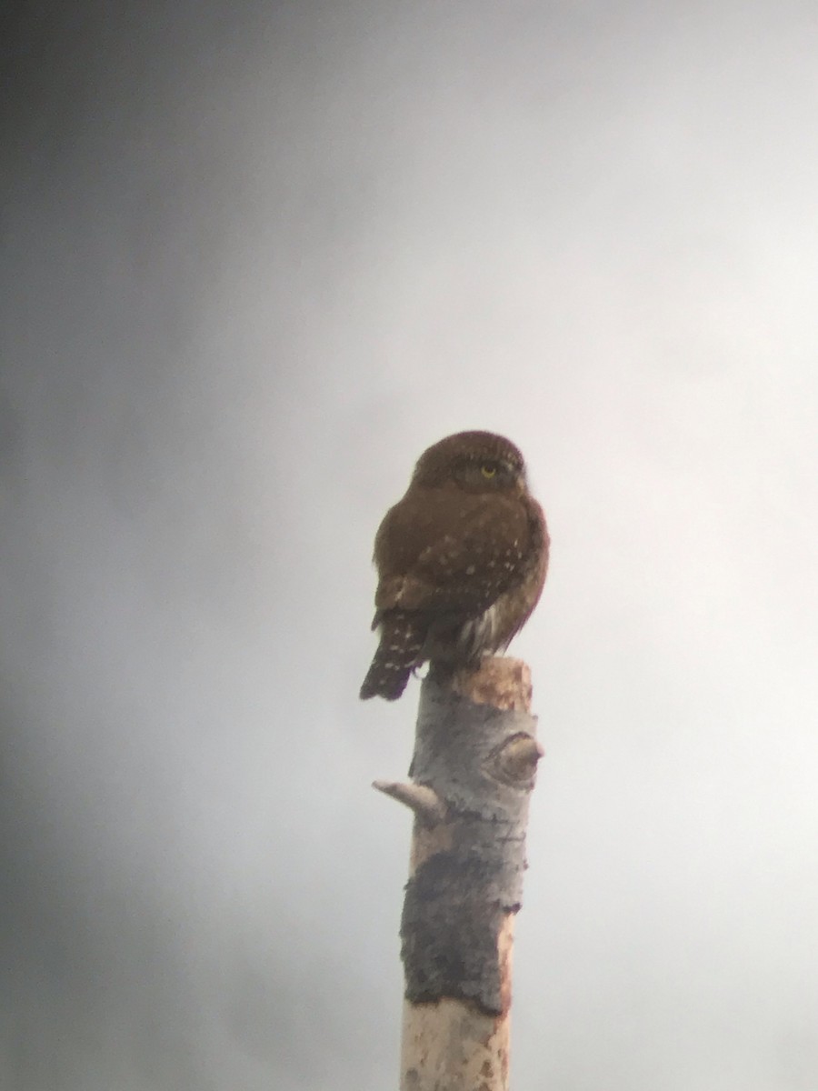 Northern Pygmy-Owl - ML536704521