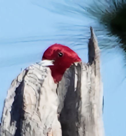 Red-headed Woodpecker - ML536707571