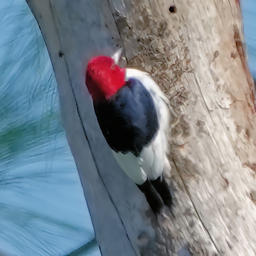 Red-headed Woodpecker - ML536707581