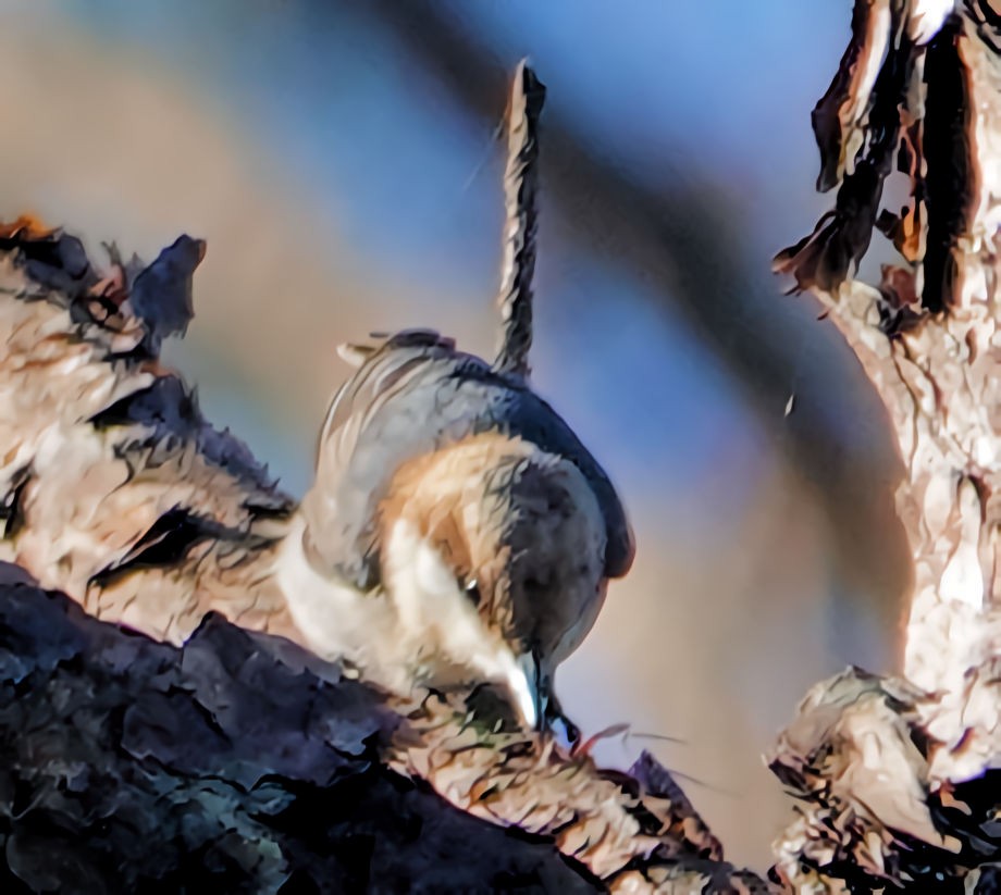 Brown-headed Nuthatch - ML536708091