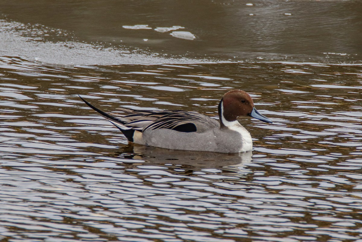 Northern Pintail - Zachary Holderby