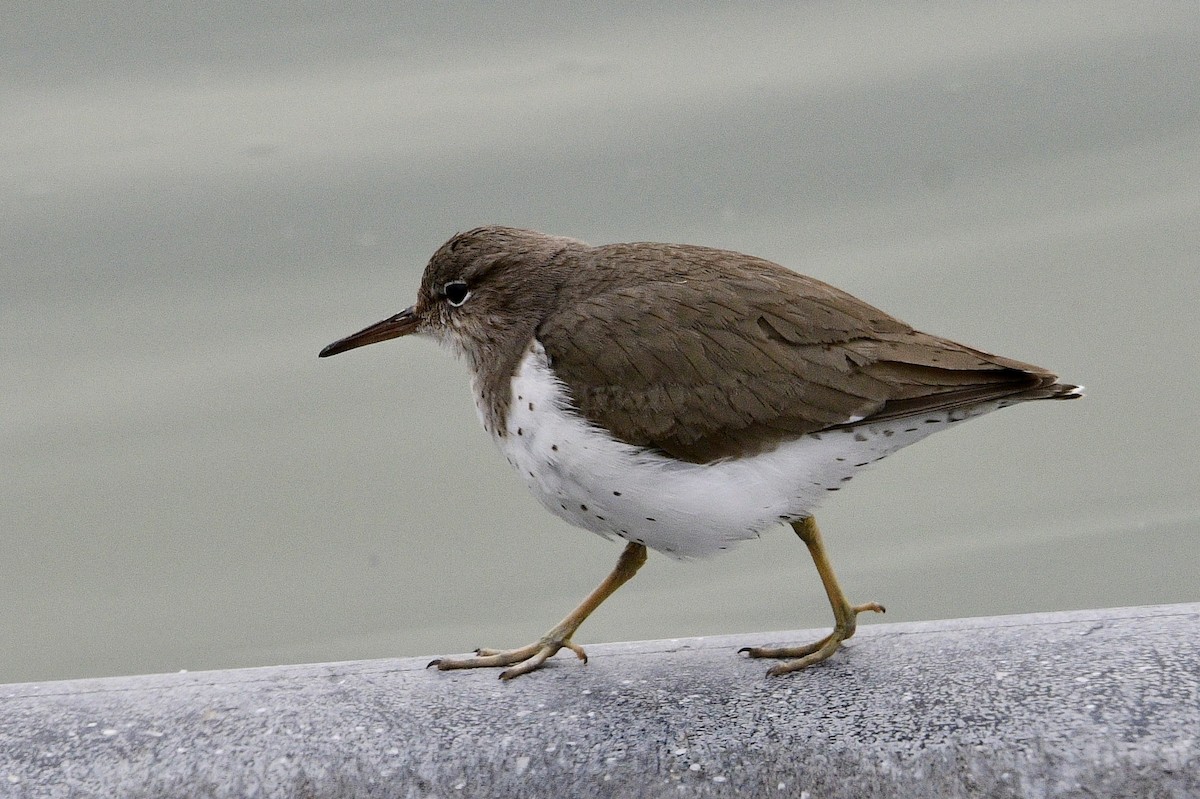 Spotted Sandpiper - Ardell Winters