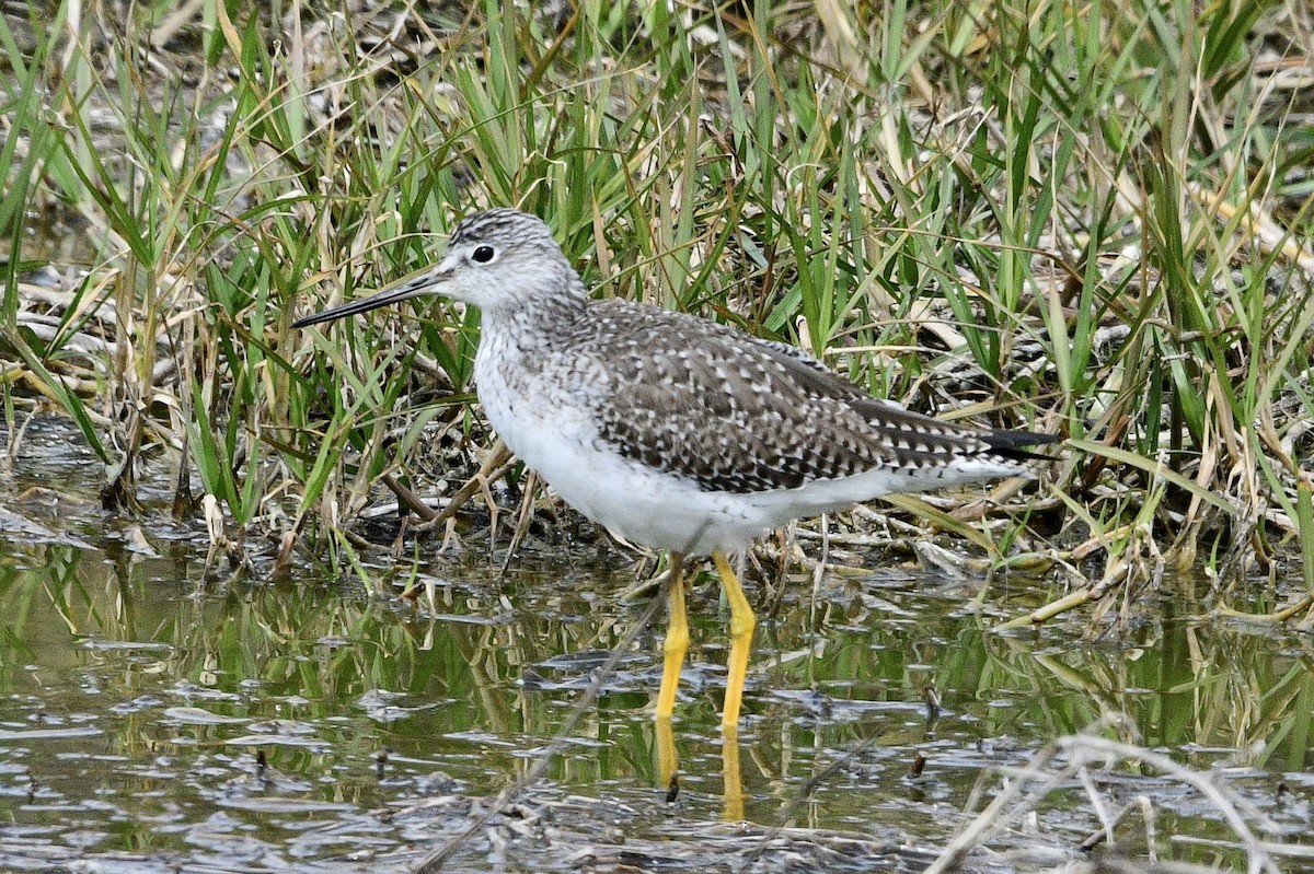 Greater Yellowlegs - Ardell Winters