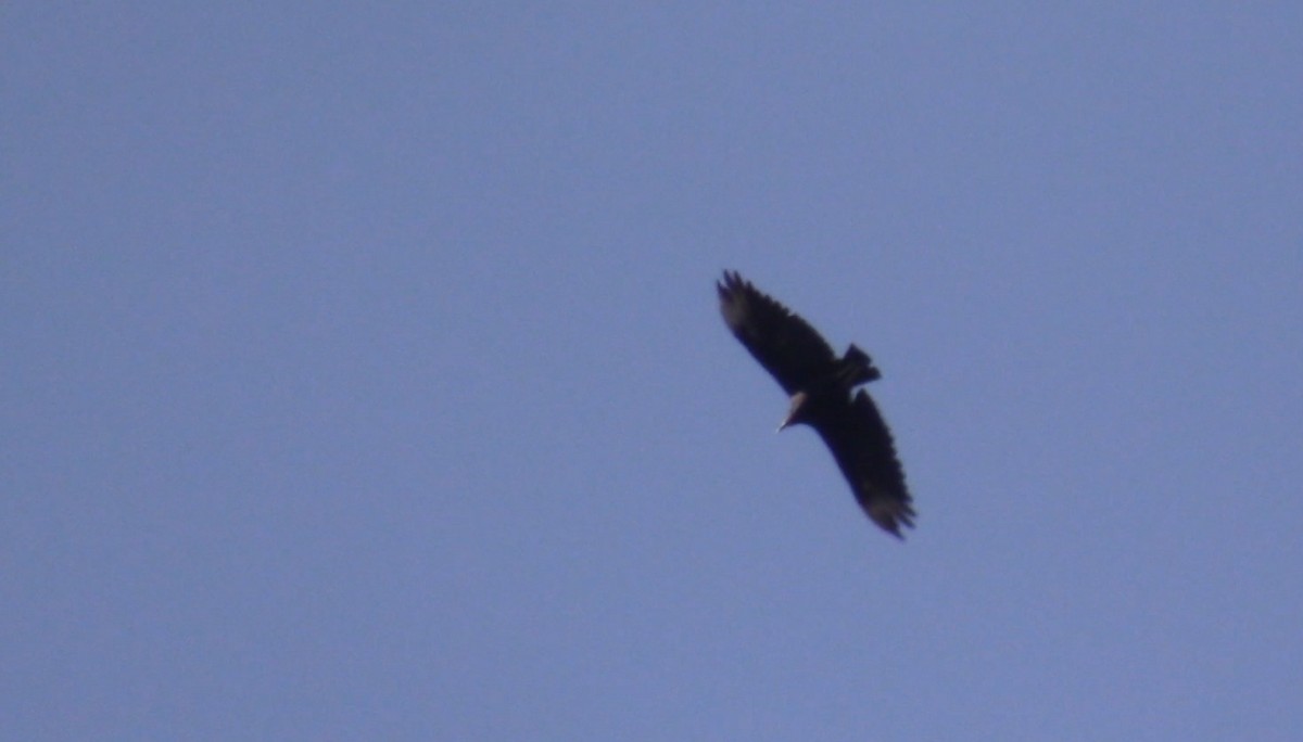 Black Vulture - ML536715381