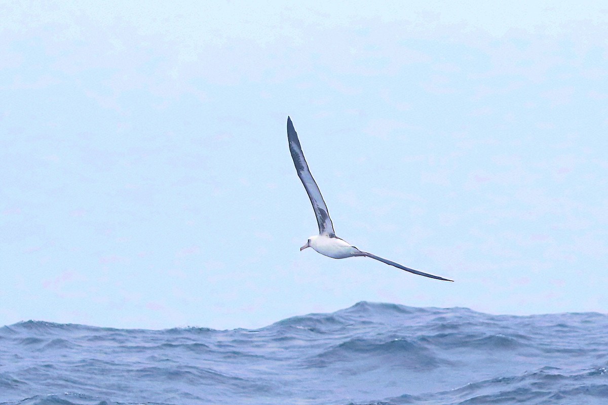 Laysan Albatross - ML536716651