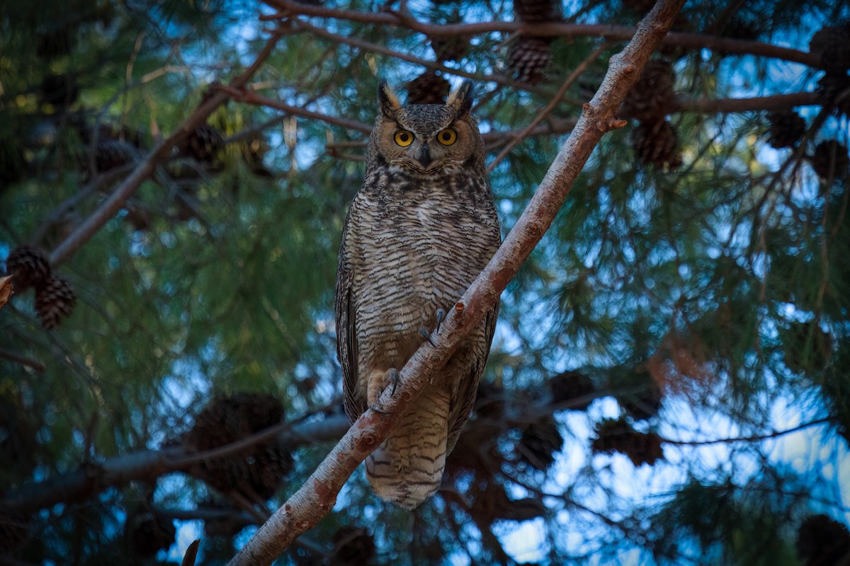 Great Horned Owl - Angel Poe
