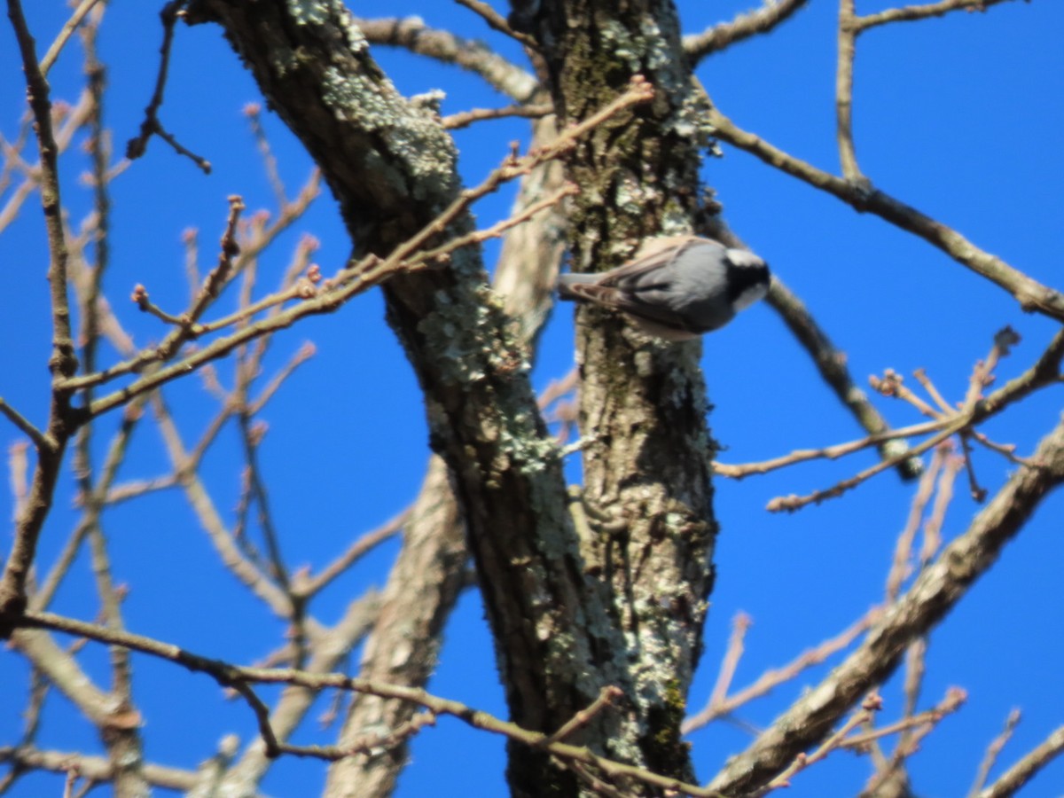 White-breasted Nuthatch - ML536719621