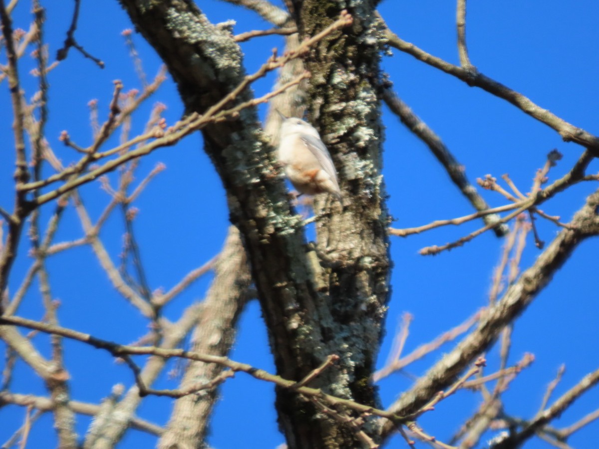 White-breasted Nuthatch - ML536719631