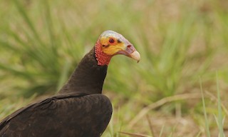  - Lesser Yellow-headed Vulture