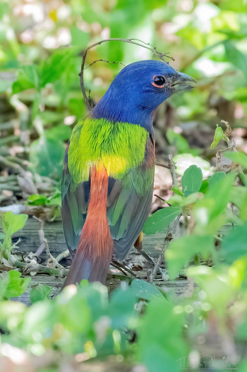 Painted Bunting - ML536724631