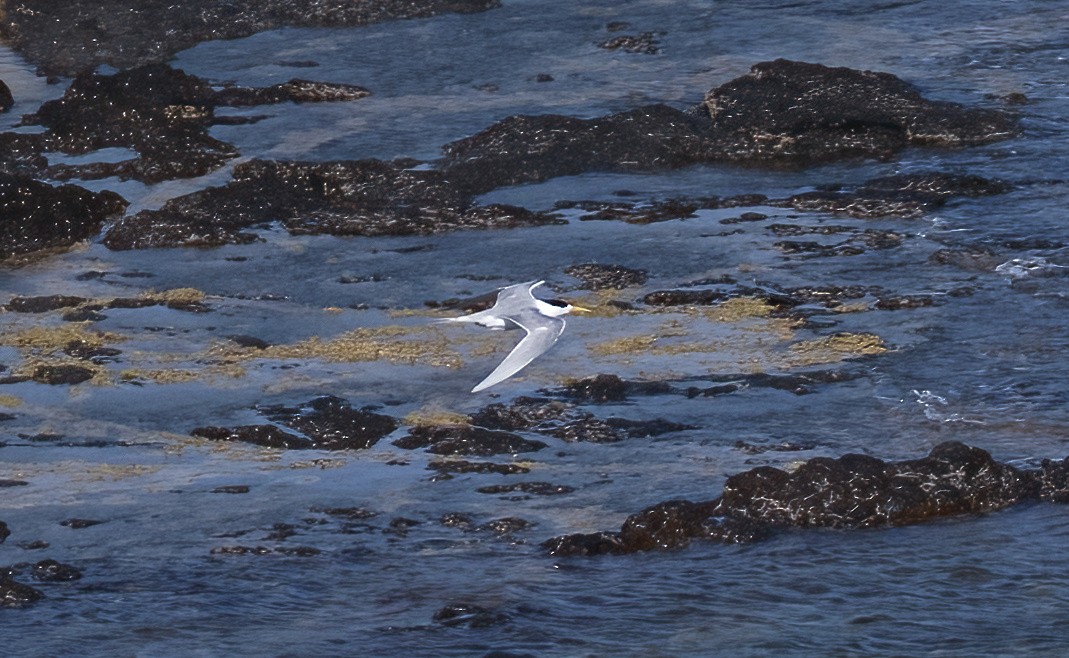 Great Crested Tern - ML536726561