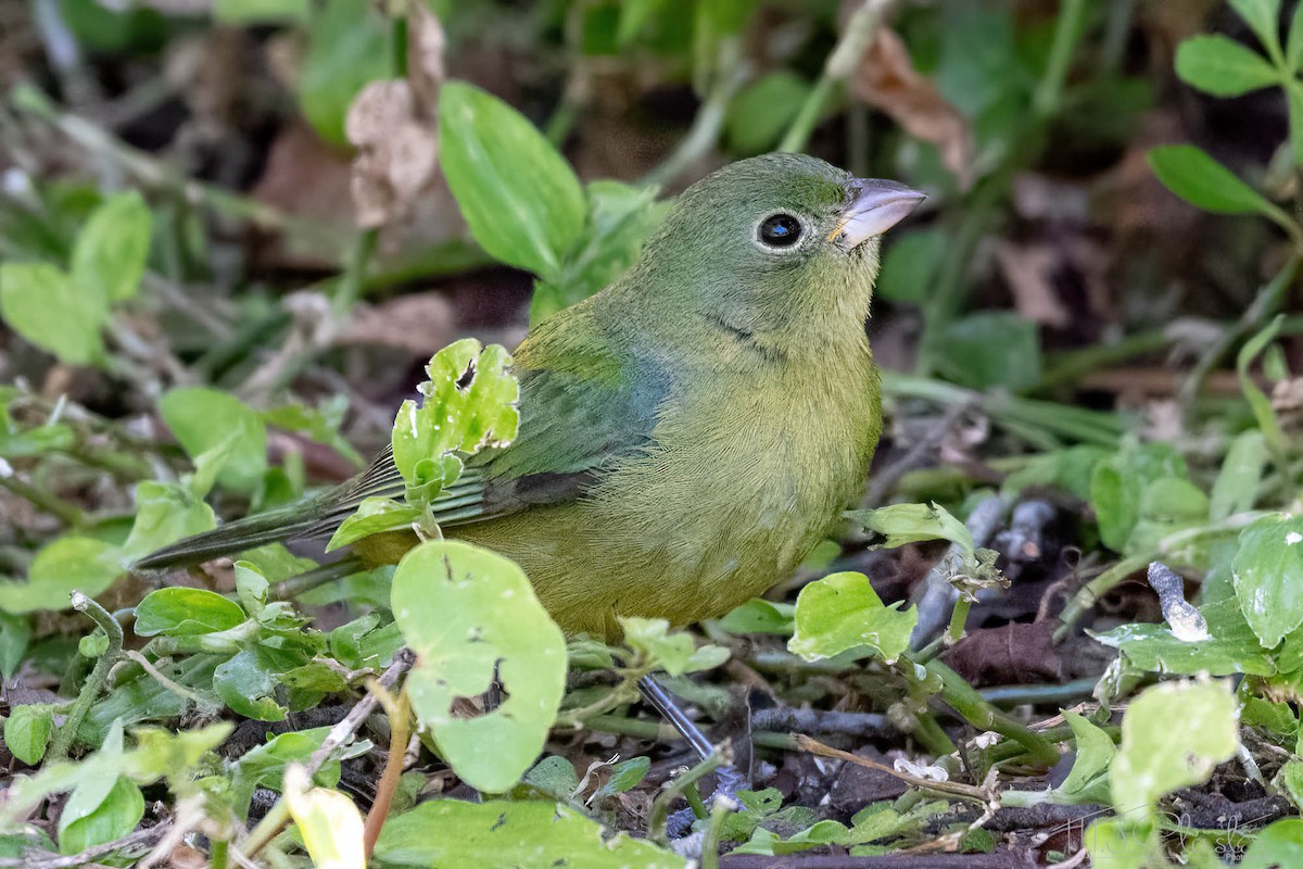 Painted Bunting - ML536727701